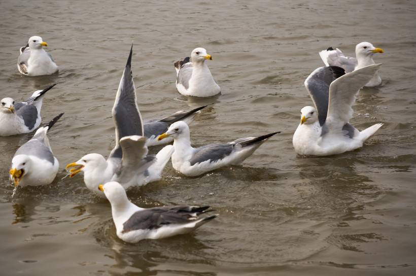 鸟类图片大全水中游玩的海鸥