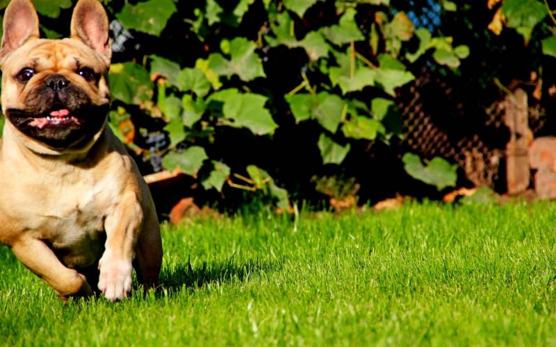 超囧的法国斗牛犬动物高清图片