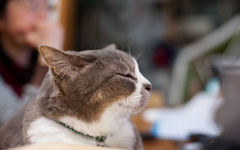 懒散而优雅的猫咪高清桌面壁纸