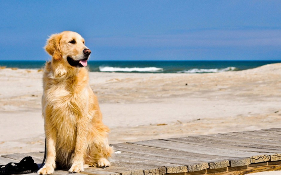 海边玩耍的美式金毛狗图片