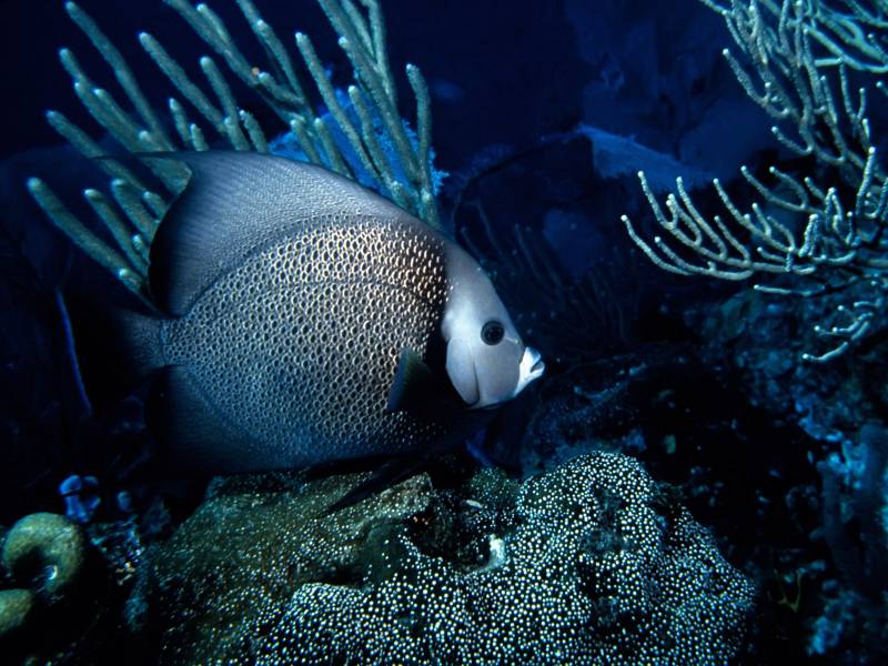 深海海鱼图片色彩缤纷