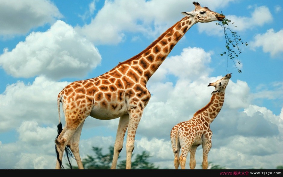 世界上现存最高的陆生动物-长颈鹿