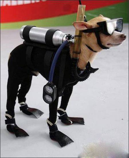 恶搞狗狗图片之有型的潜水员