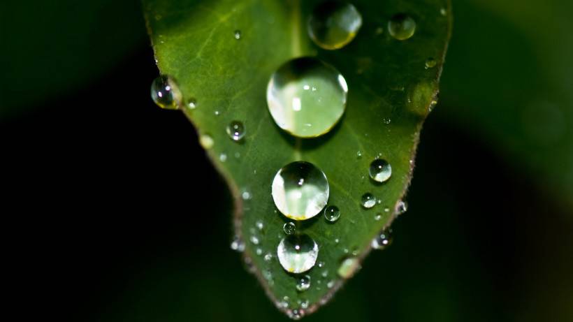 下雨天植物水滴风景图片