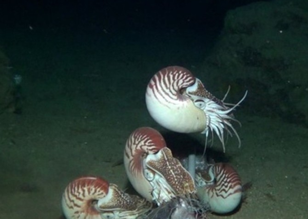 活化石异鹦鹉螺再现 惊艳稀奇令人震惊