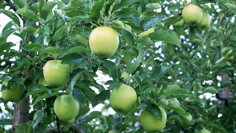 成熟饱满的青苹果水果图片