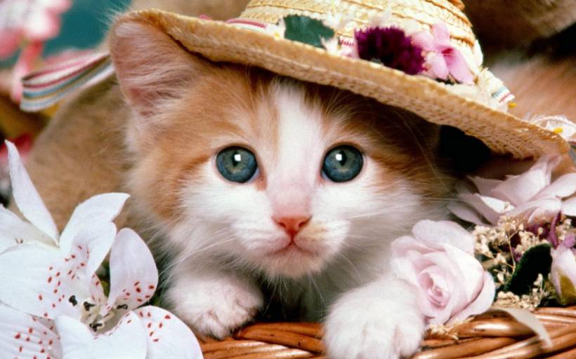 超萌戴帽子猫猫高清可爱图片