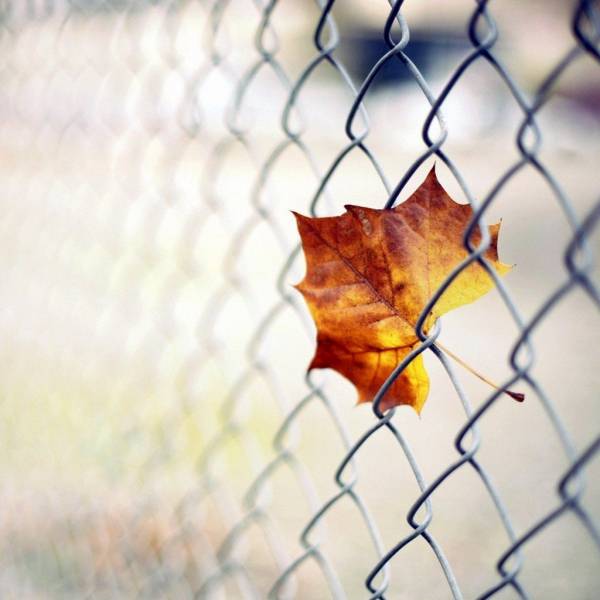 漂亮的秋天花卉植物高清图片