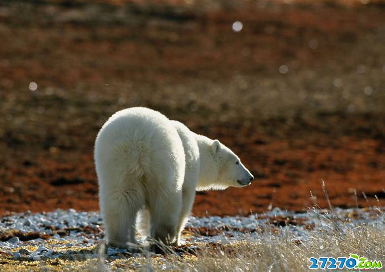 北极熊高清唯美图片