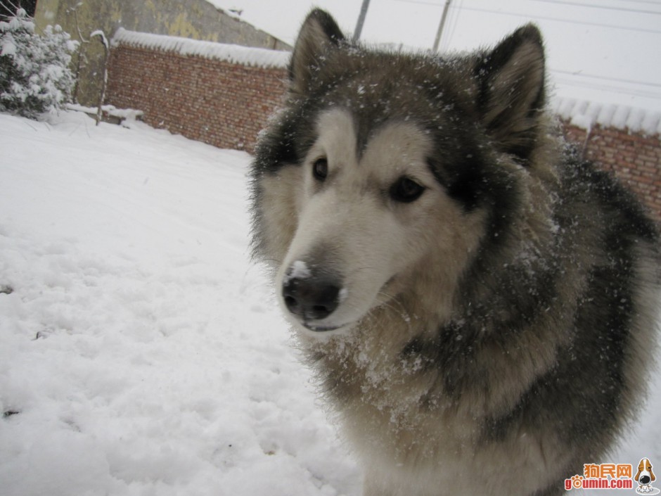 冬天搞笑雪橇犬特写图片