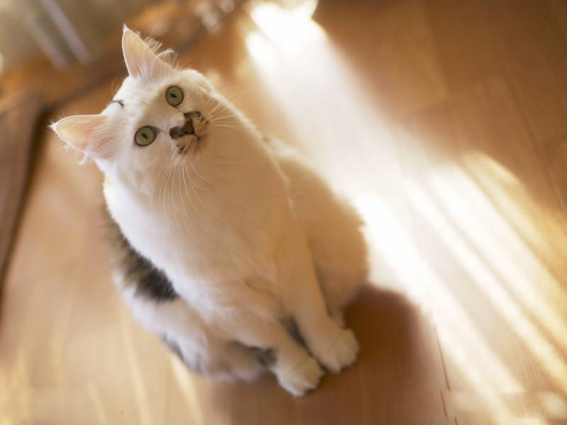 好奇敏感的猫咪生活篇高清图片