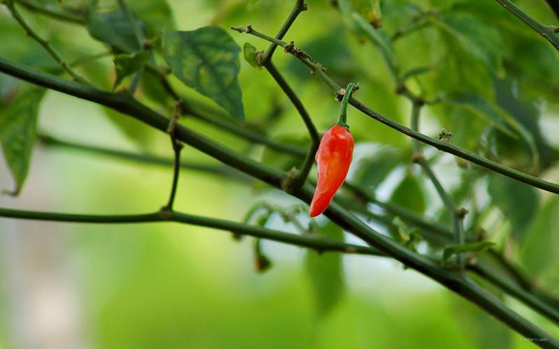 火红的辣椒创意唯美蔬菜图片