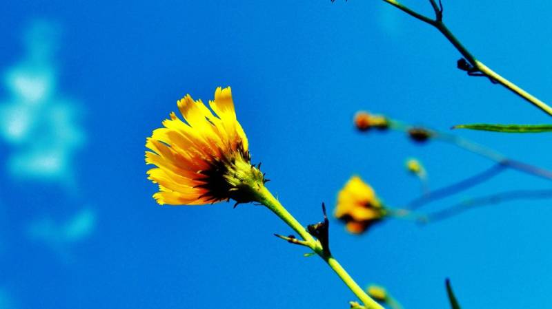 好看的蓝天下花朵唯美图片