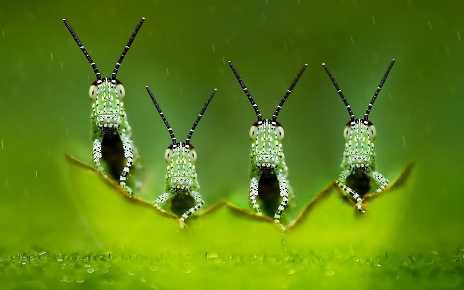 精灵般的昆虫高清摄影图片