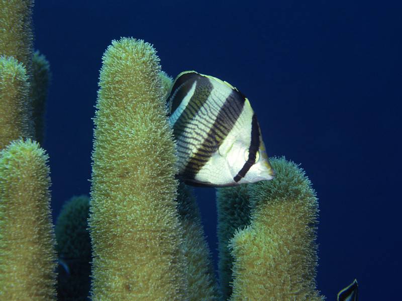 海底世界里那五颜六色的海洋生物