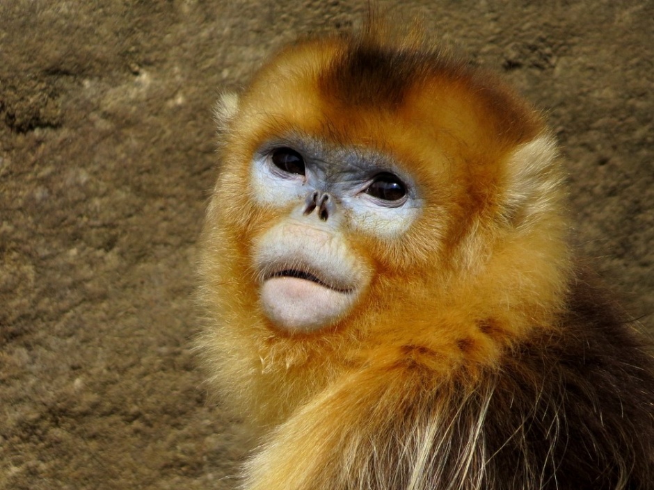 可爱金丝猴高清摄影图片