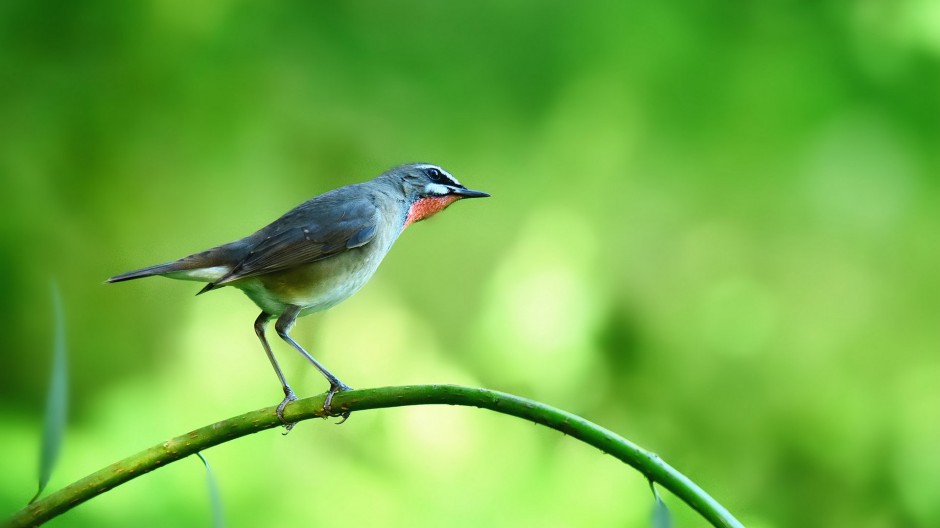 红喉歌鸲可爱鸟类图片