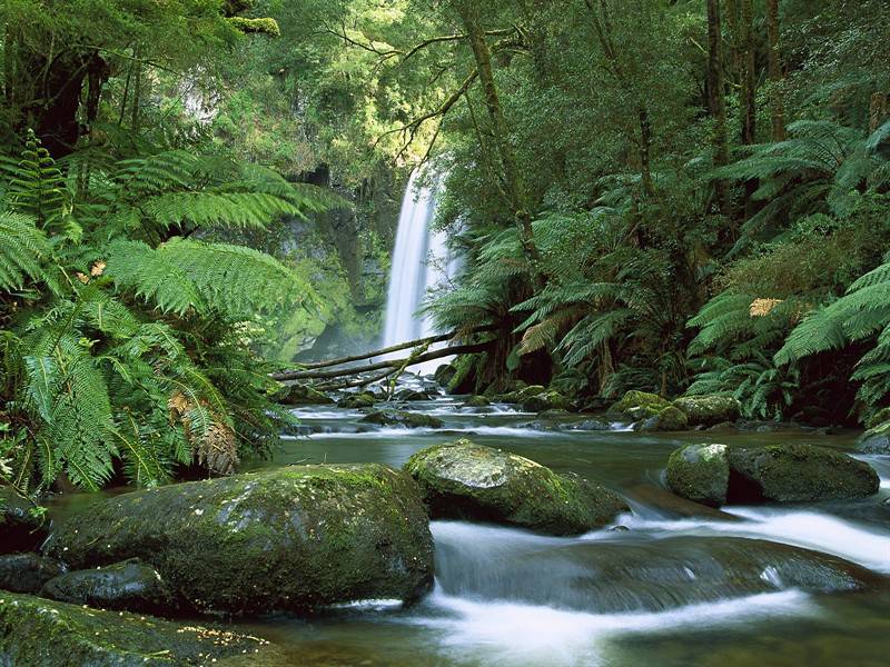 清澈自然的溪流瀑布唯美绿景
