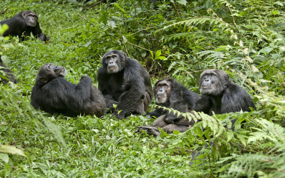 可爱大猩猩森林抓拍图片