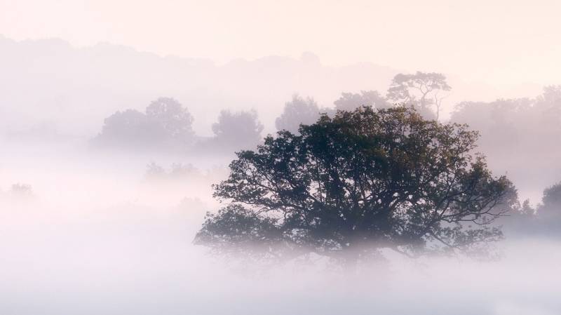 朦胧云雾中的树林高清风景图片