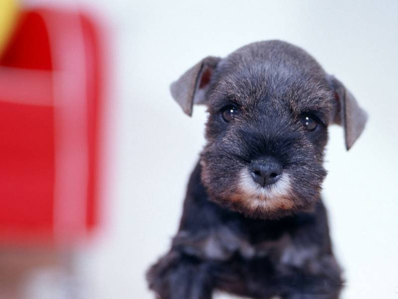 呆萌雪纳瑞幼犬精美高清图片