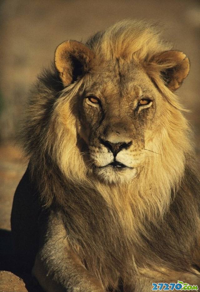 森林之霸 狮子的活动