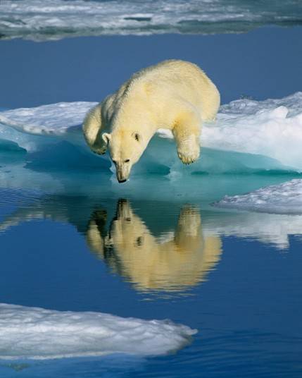 北极熊有趣生活场景：笨重身体溅起巨大水花