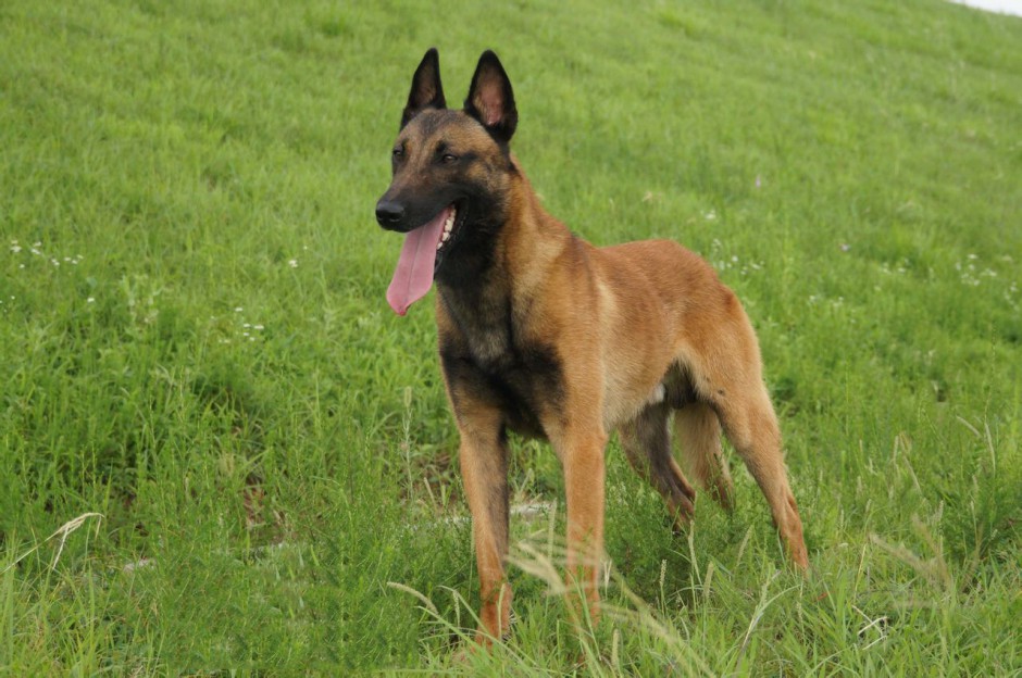 军警犬比利时马犬图片
