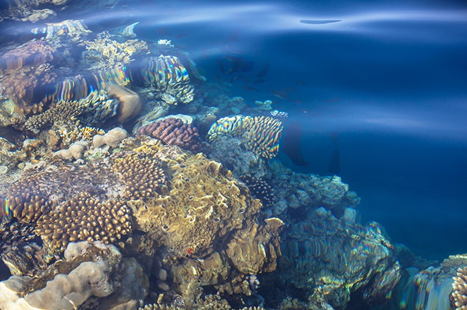 迷人的海底世界珊瑚美景图片