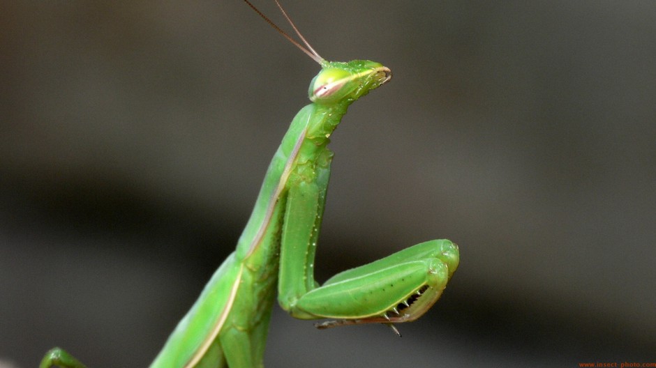 大型昆虫绿巨螳螂图片