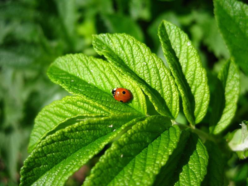 小清新养眼植物壁纸图集