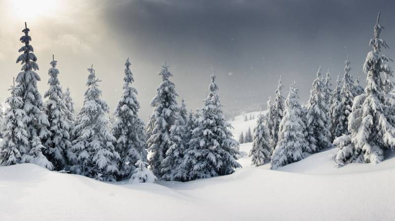 冬日森林唯美纯白雪景精致美图壁纸