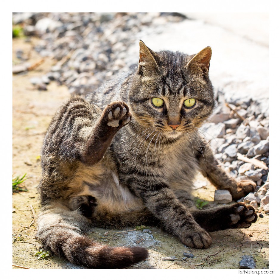 美国银虎斑猫搞笑坐姿图片