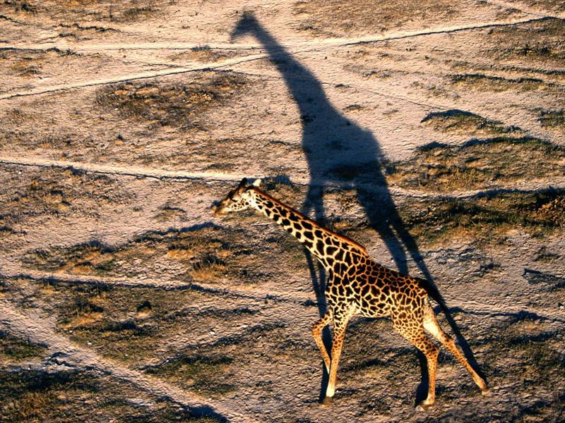 野生长颈鹿高清动物图片