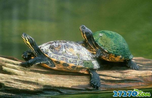 古老的传奇 乌龟的生活