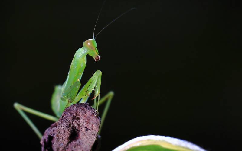 绿色昆虫螳螂近焦距特写高清壁纸