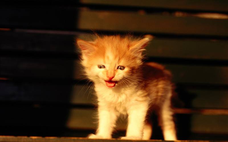 小猫咪高清图片特写可爱萌人