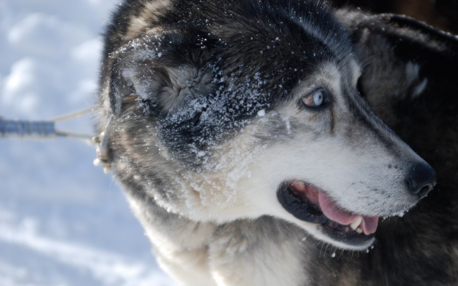 乖巧听话的巨型雪橇犬图片