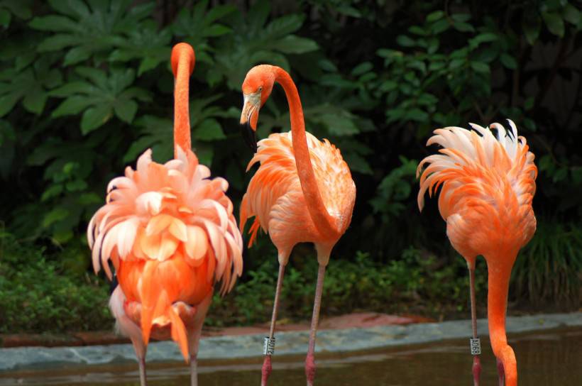 野生动物园粉红色的火烈鸟图片特写