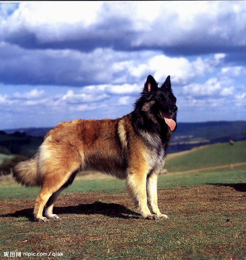 德国狼犬户外帅气写真图片