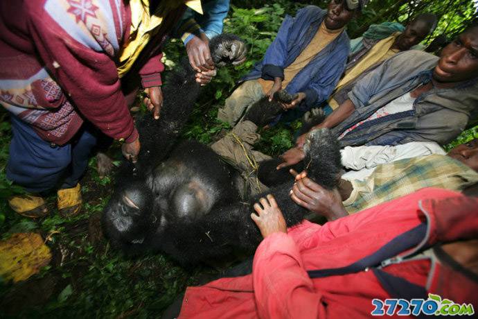 大猩猩被屠的残忍场面