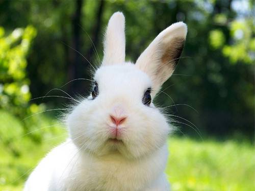摇头摆尾可爱的小兔子高清图片