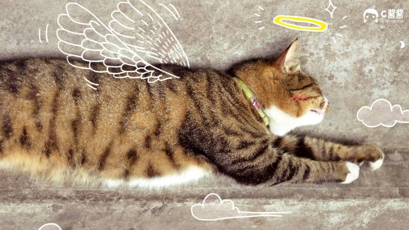 C酱酱可爱喵星人恶搞漫画精美图集