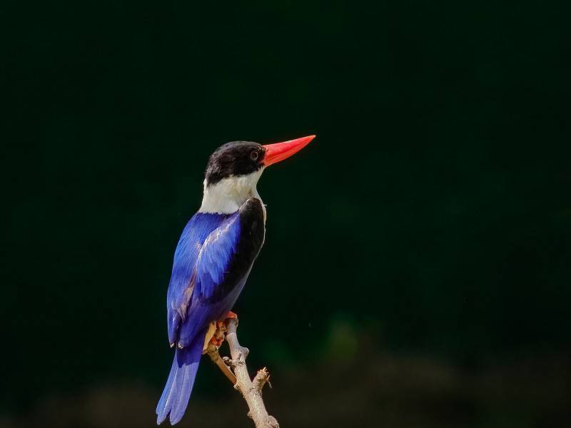机灵可爱的蓝翠鸟图片