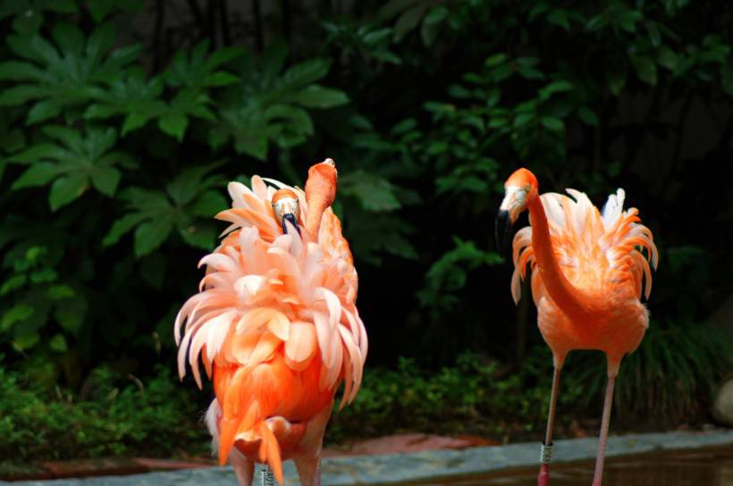 野生动物园粉红色的火烈鸟图片特写
