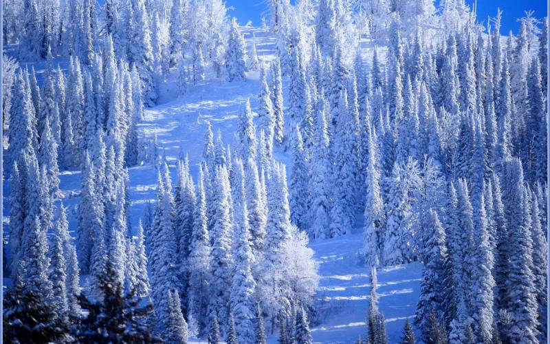 魅力无穷的森林雪景精美壁纸