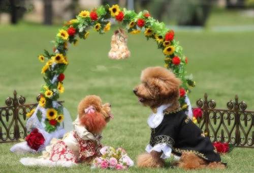 狗狗的幸福浪漫婚礼组图