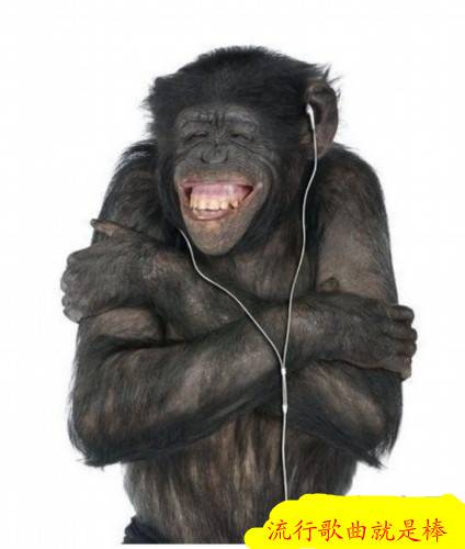 搞笑大猩猩头像图片之流行歌曲就是棒