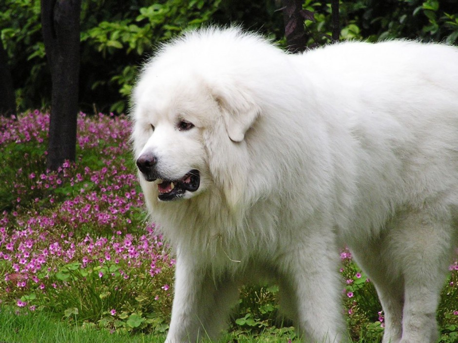 美丽高雅的巨型大白熊犬图片
