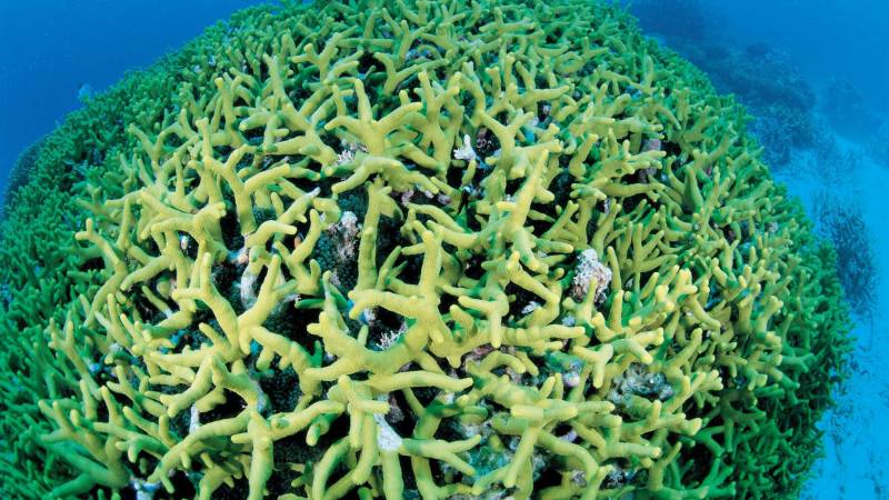 神奇缤纷的海底藻类世界精美壁纸